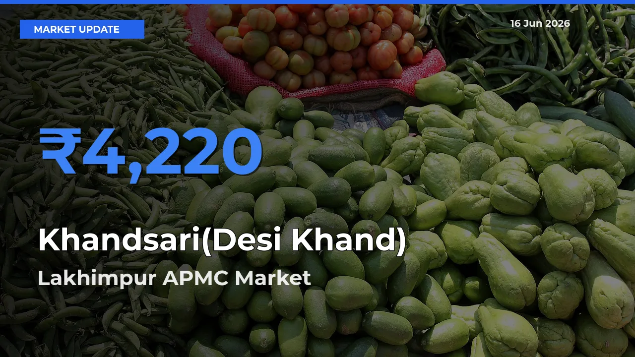 Farmers Prefer Lakhimpur APMC as Khandsari(Desi Khand) Hits Highest Rate