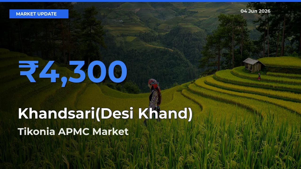 Tikonia APMC Tops Khandsari(Desi Khand) Rates – June 04 Market Update