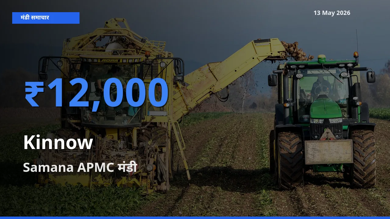Samana APMC मंडी में किन्नू ₹12,000 पर पहुँचा – आज का सर्वोच्च भाव