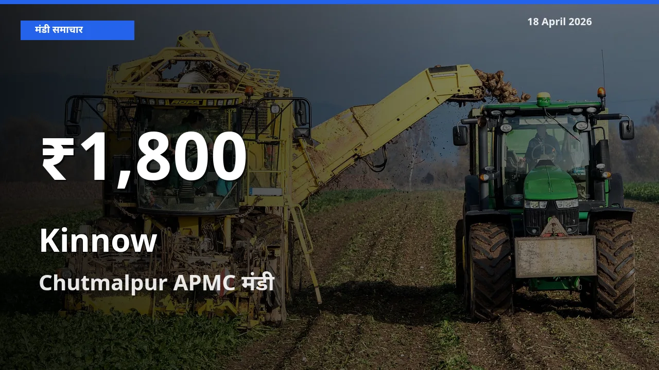 बाज़ार संकेत: किन्नू के भाव Chutmalpur APMC में 30 दिन के निचले स्तर पर