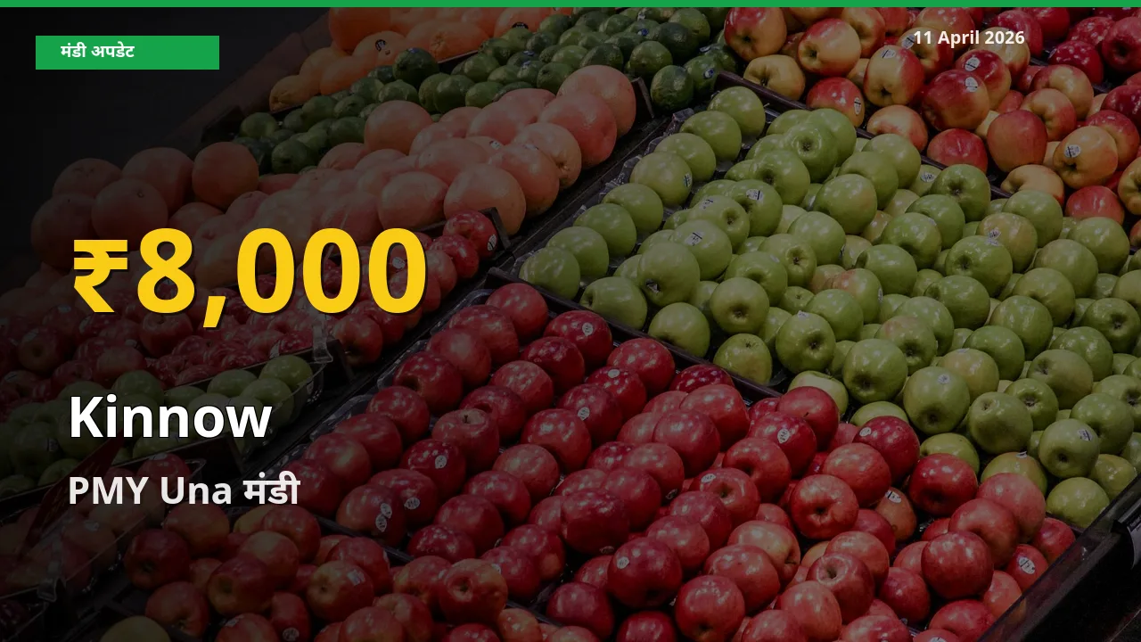 किन्नू के दामों में रिकॉर्ड तेज़ी, PMY Una