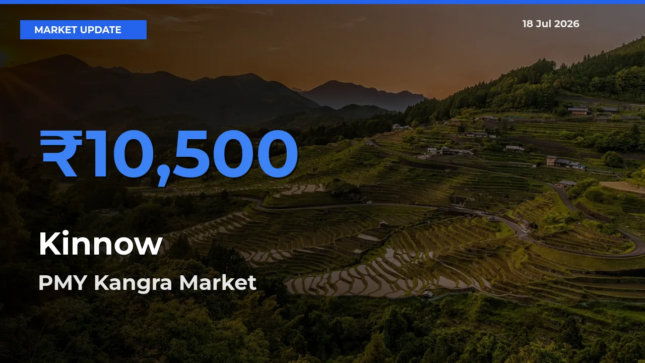 PMY Kangra Records Highest ₹10,500 Rate for Kinnow