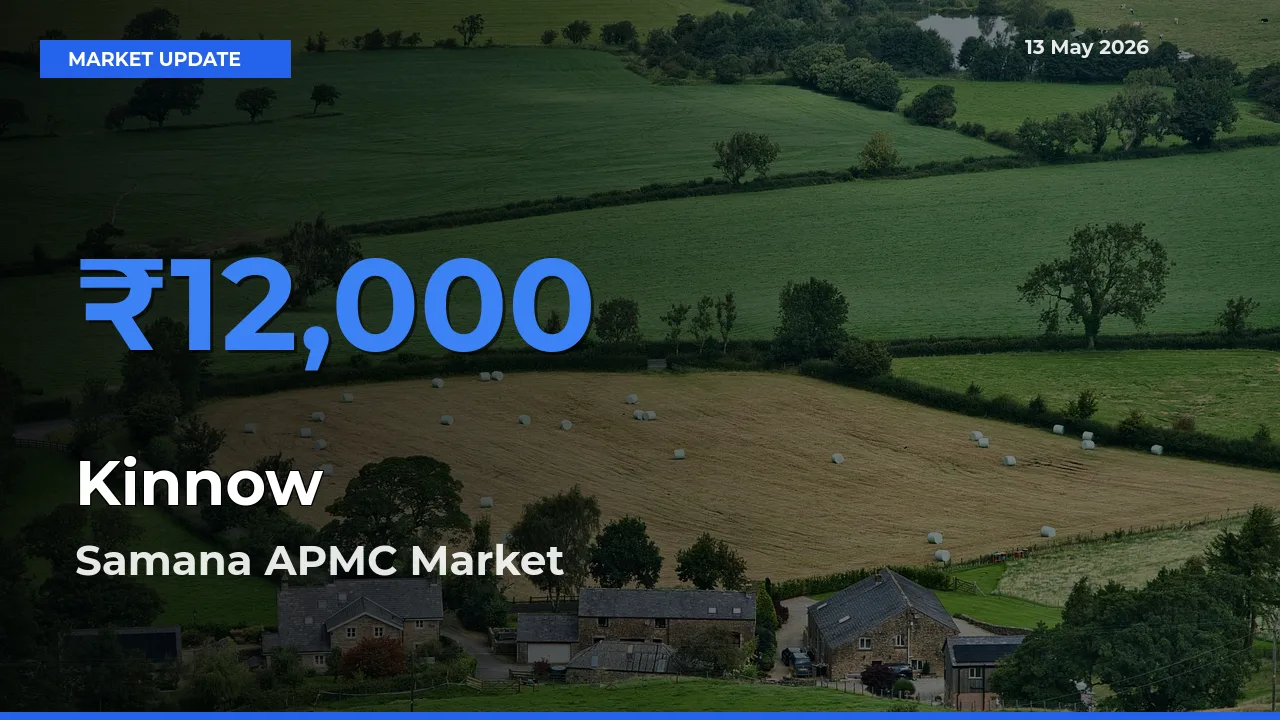 Samana APMC Tops Kinnow Rates – May 13 Market Update