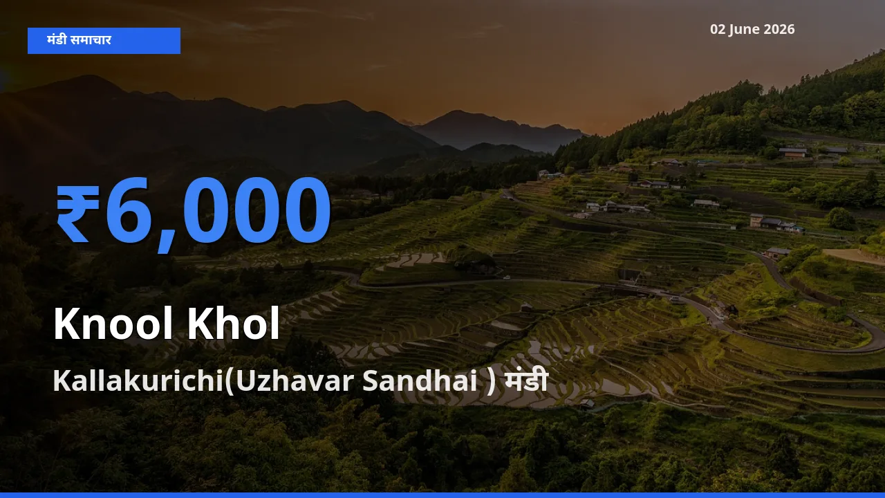 टॉप मंडी बना Kallakurichi(Uzhavar Sandhai )! गांठगोभी के सबसे ऊँचे दाम यहीं दर्ज