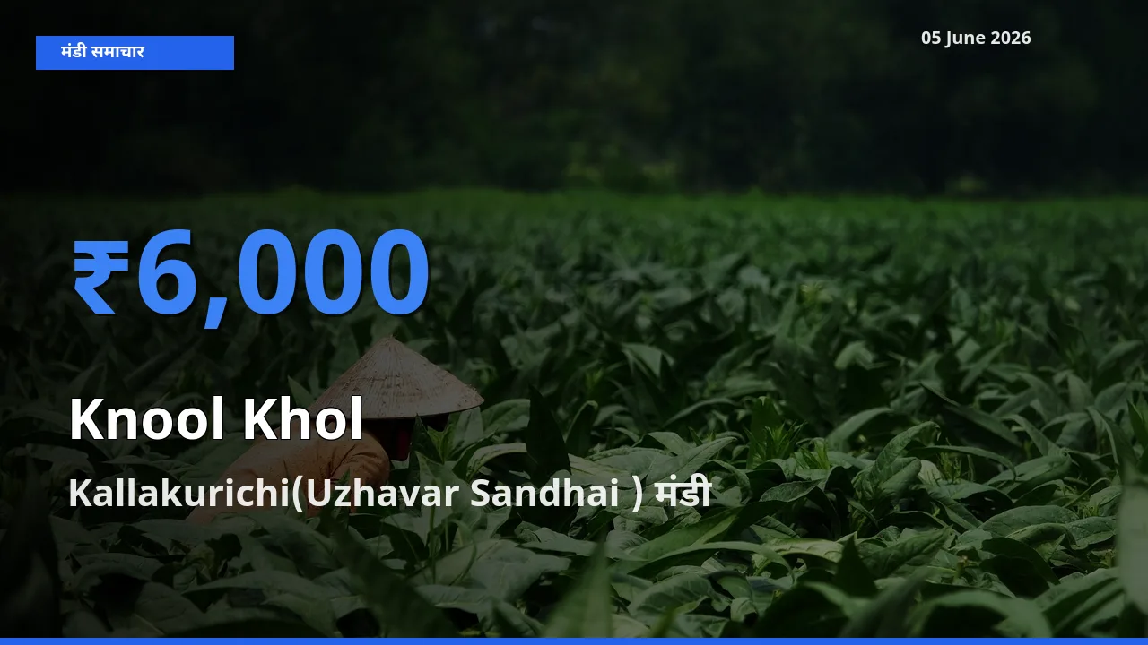 आज का मंडी भाव: गांठगोभी के सबसे ज़्यादा दाम Kallakurichi(Uzhavar Sandhai ) में