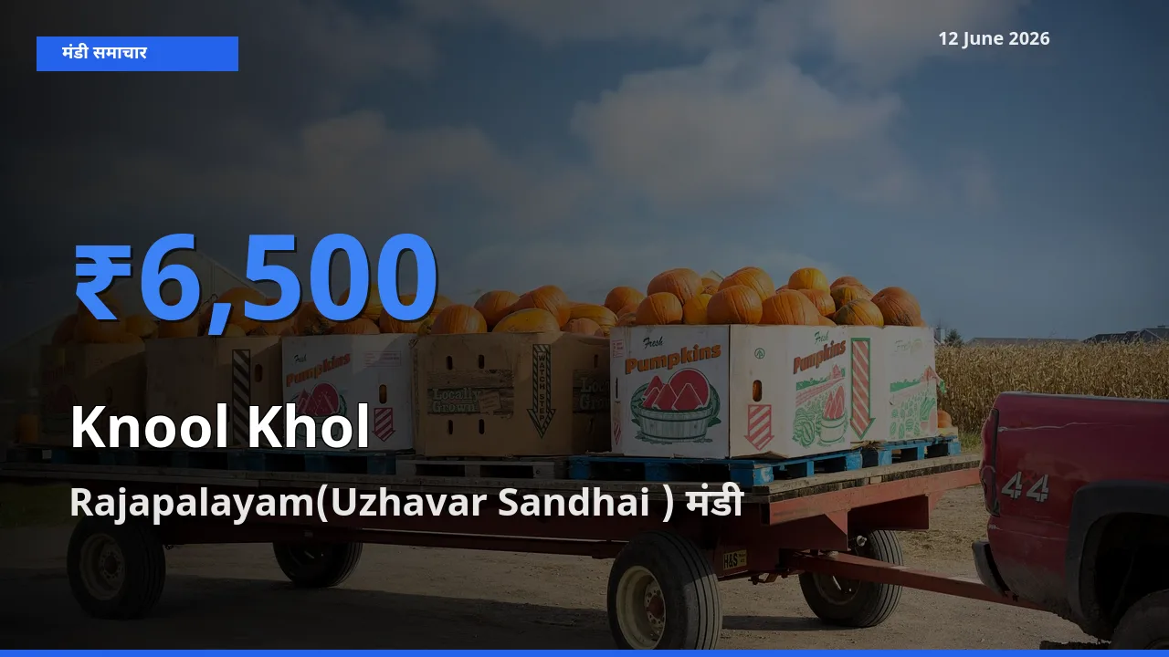 Rajapalayam(Uzhavar Sandhai ) मंडी में आज गांठगोभी के सबसे ऊँचे दाम दर्ज