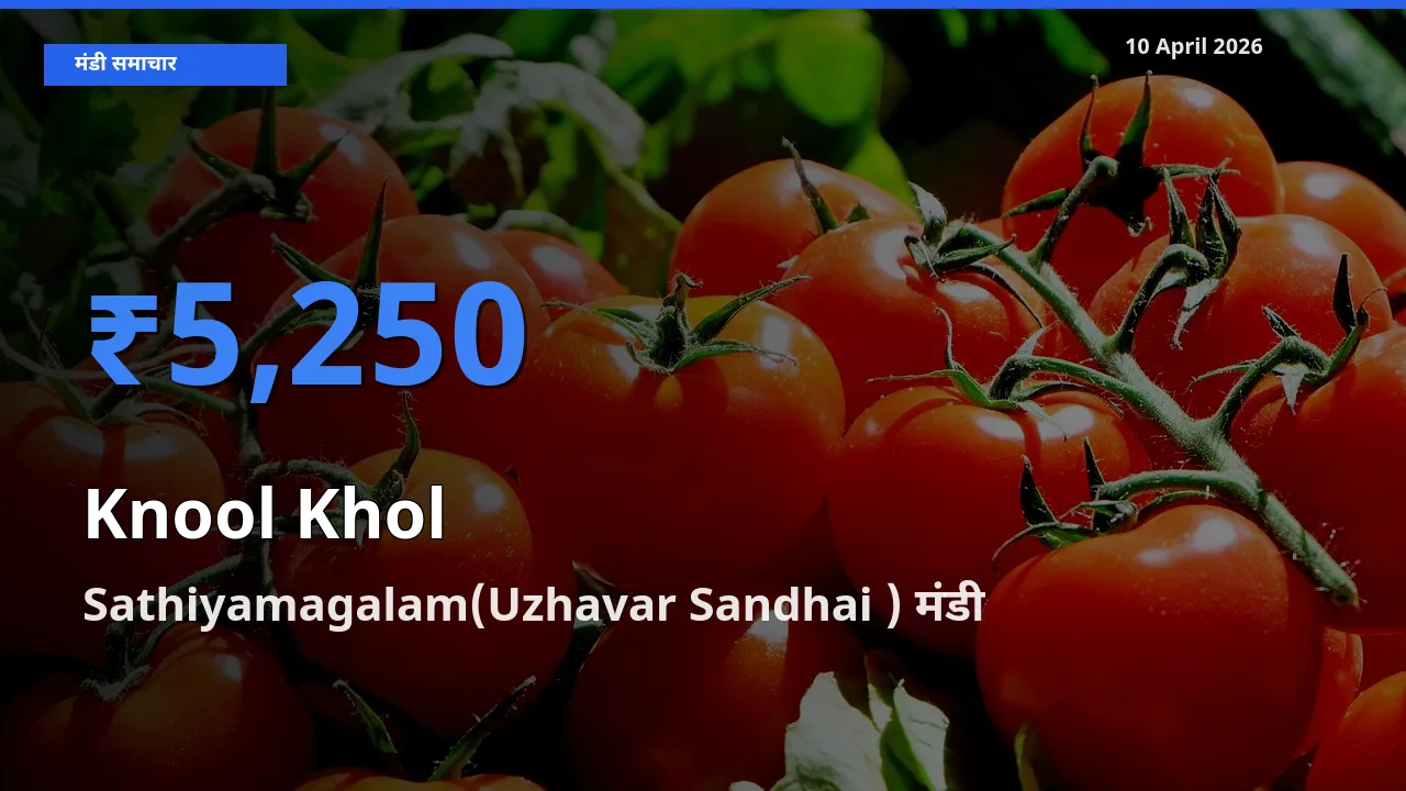 आज का मंडी भाव: गांठगोभी के सबसे ज़्यादा दाम Sathiyamagalam(Uzhavar Sandhai ) में
