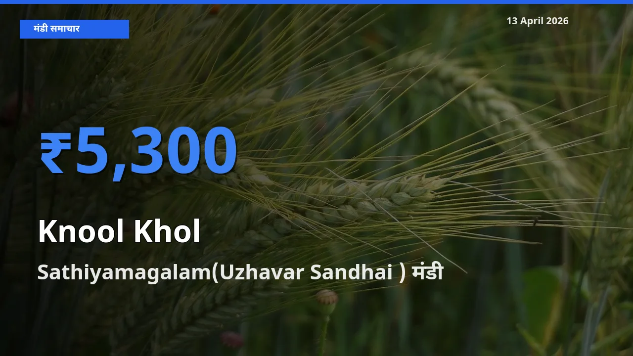 Sathiyamagalam(Uzhavar Sandhai ) में गांठगोभी का आज सबसे ऊँचा भाव