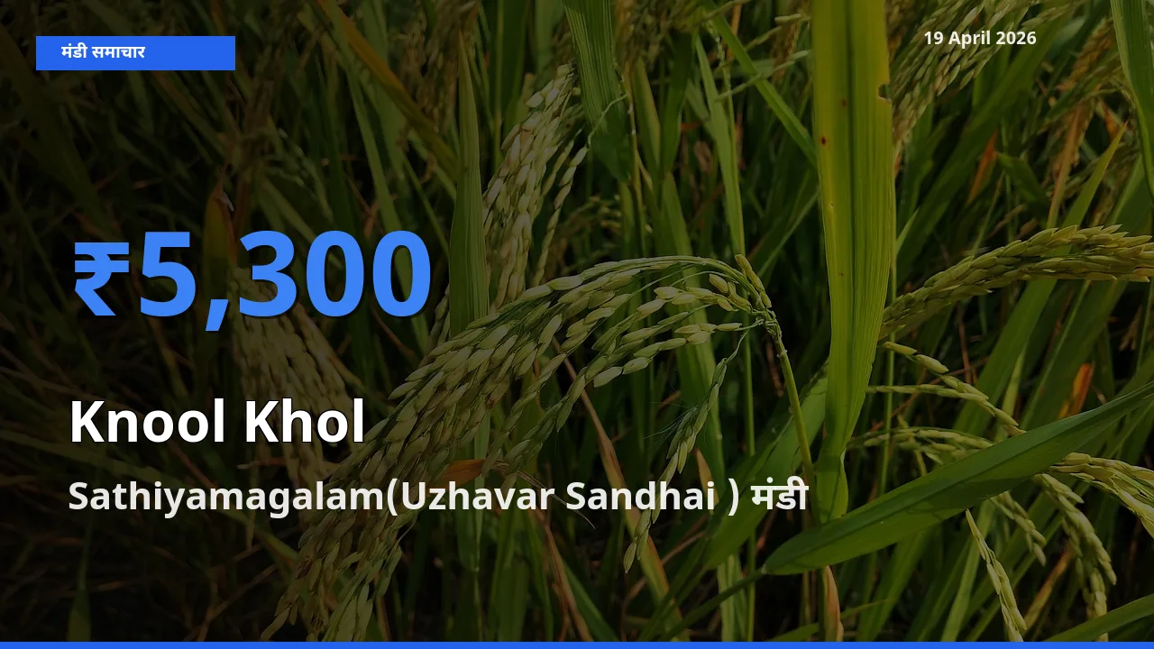 आज का मंडी भाव: गांठगोभी के सबसे ज़्यादा दाम Sathiyamagalam(Uzhavar Sandhai ) में