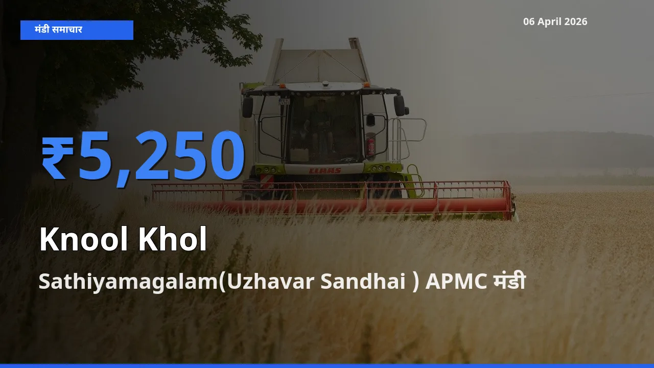 बाज़ार संकेत: Sathiyamagalam(Uzhavar Sandhai ) APMC बना गांठगोभी के लिए आज की टॉप मंडी