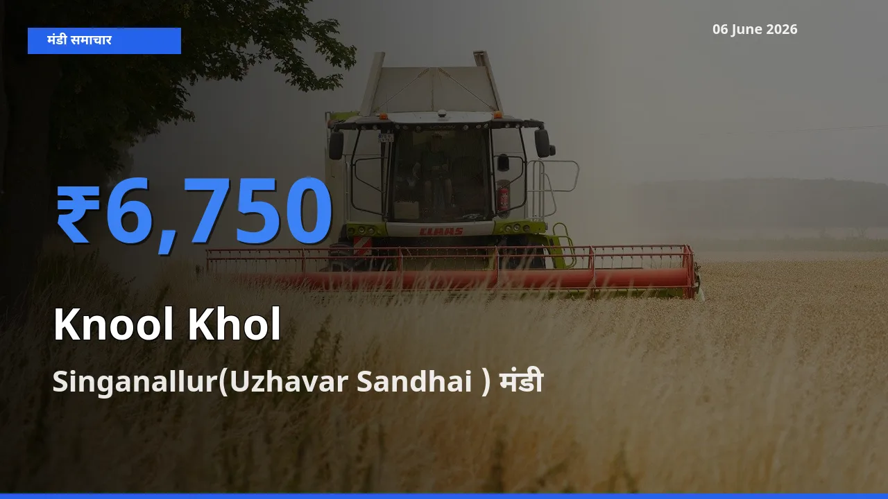 06 June अपडेट: गांठगोभी के सबसे ऊँचे दाम Singanallur(Uzhavar Sandhai ) मंडी में