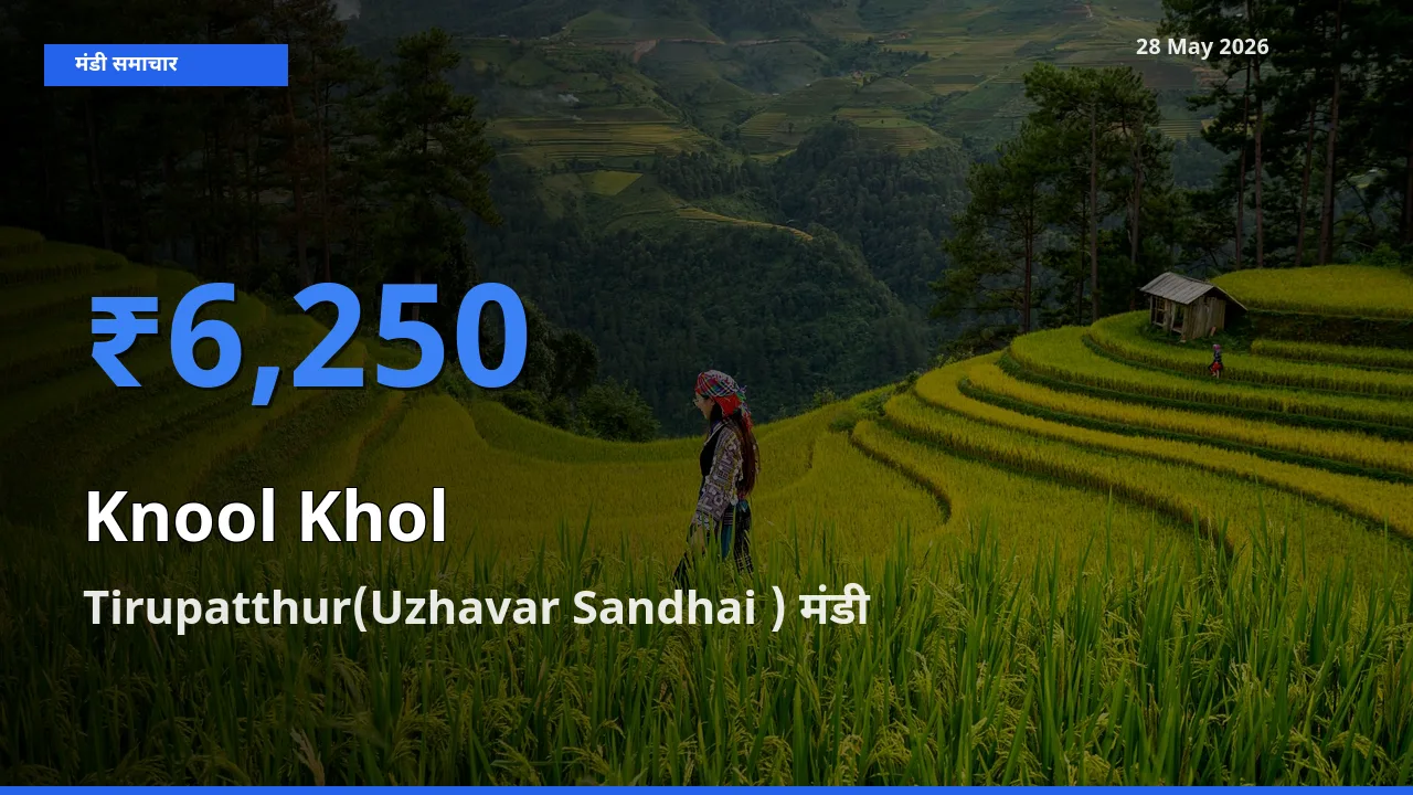 किसानों की पसंद बना Tirupatthur(Uzhavar Sandhai ), गांठगोभी के सबसे अच्छे दाम