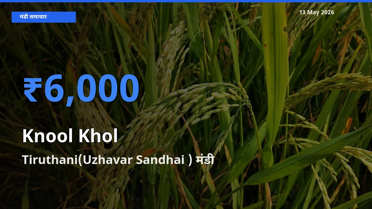 Tiruthani(Uzhavar Sandhai ) में गांठगोभी का आज सबसे ऊँचा भाव