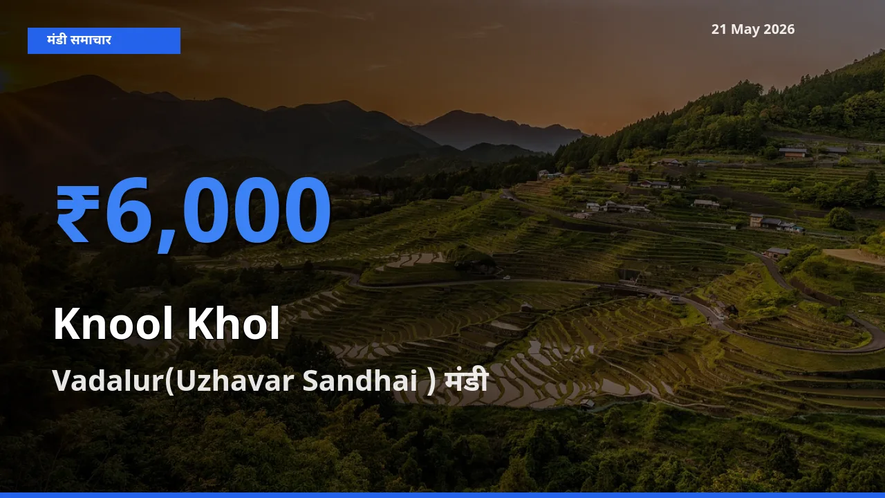 किसानों की पसंद बना Vadalur(Uzhavar Sandhai ), गांठगोभी के सबसे अच्छे दाम