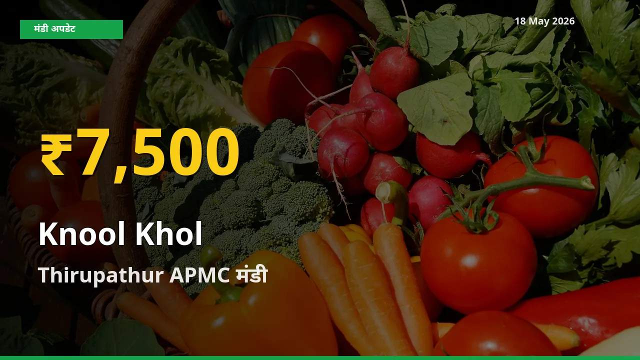 रिकॉर्ड तेज़ी! Thirupathur APMC में गांठगोभी ₹7,500 पर पहुँचा