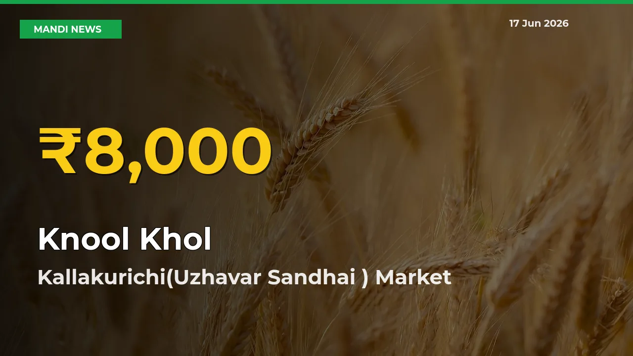 Why Knool Khol Prices Are Climbing in Kallakurichi(Uzhavar Sandhai ) – Today’s New High Explained