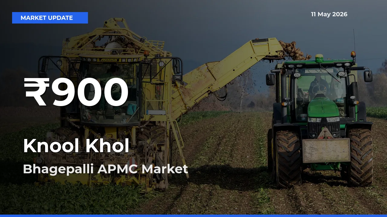 Sharp Fall! Knool Khol Prices Drop to 30-Day Low in Bhagepalli APMC