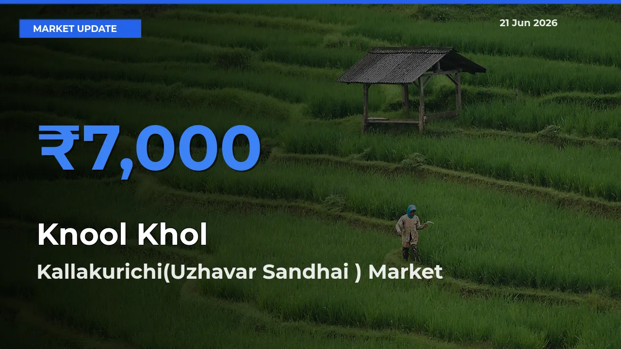 Kallakurichi(Uzhavar Sandhai ) Leads as Top Mandi for Knool Khol Prices