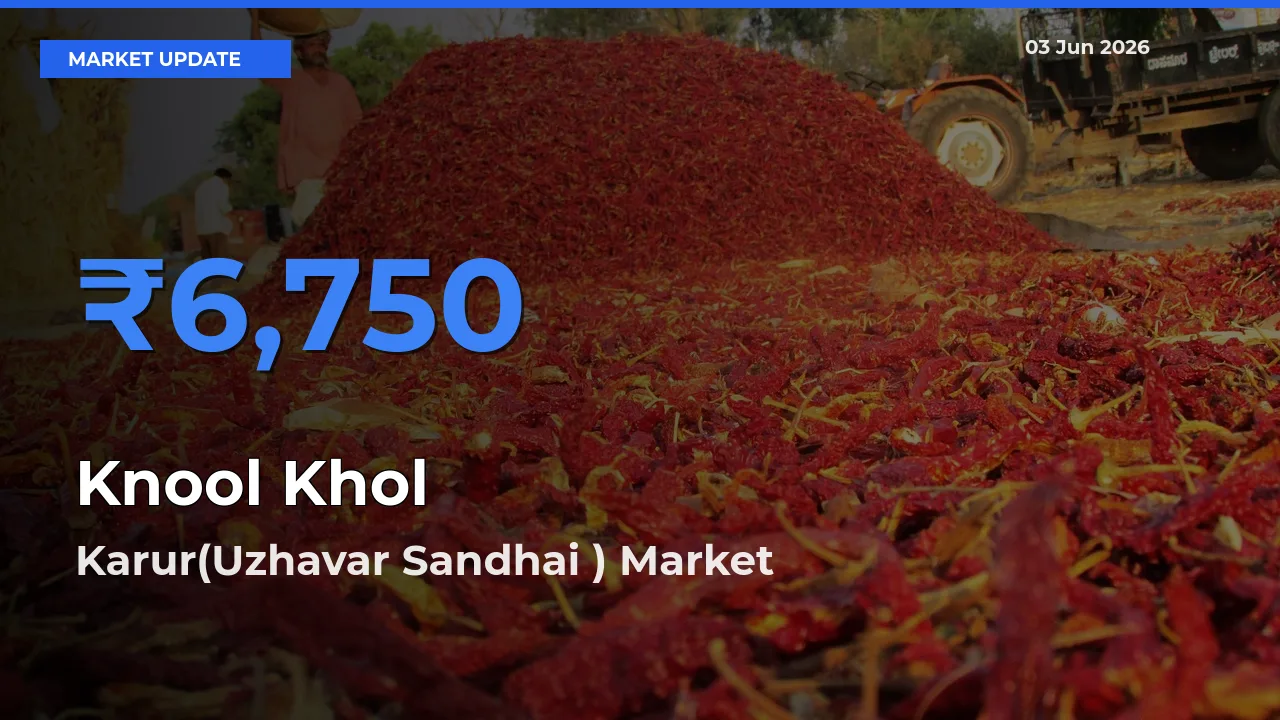 Top Performer! Karur(Uzhavar Sandhai ) Offers Best Knool Khol Price Today