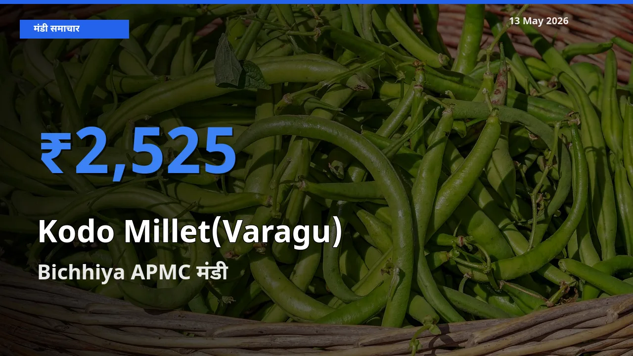 आज कोदो बाजरा के सबसे ऊँचे दाम ₹2,525 Bichhiya APMC मंडी में