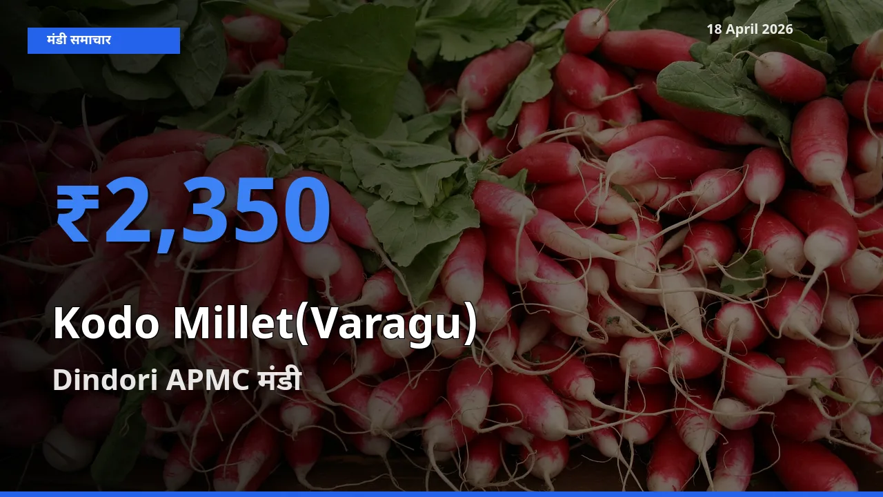 आज कोदो बाजरा के सबसे ऊँचे दाम ₹2,350 Dindori APMC मंडी में