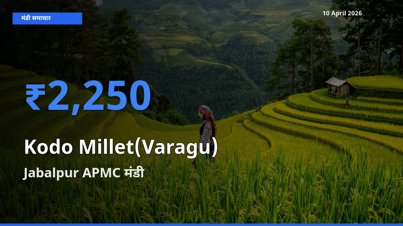 Jabalpur APMC में कोदो बाजरा का आज सबसे ऊँचा भाव