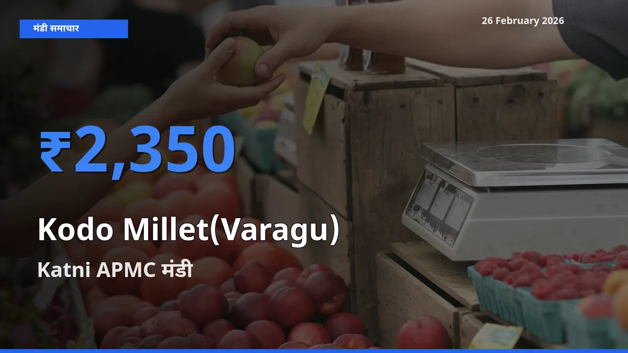 आज Kodo Millet(Varagu) के सबसे ज़्यादा दाम Katni APMC मंडी में दर्ज