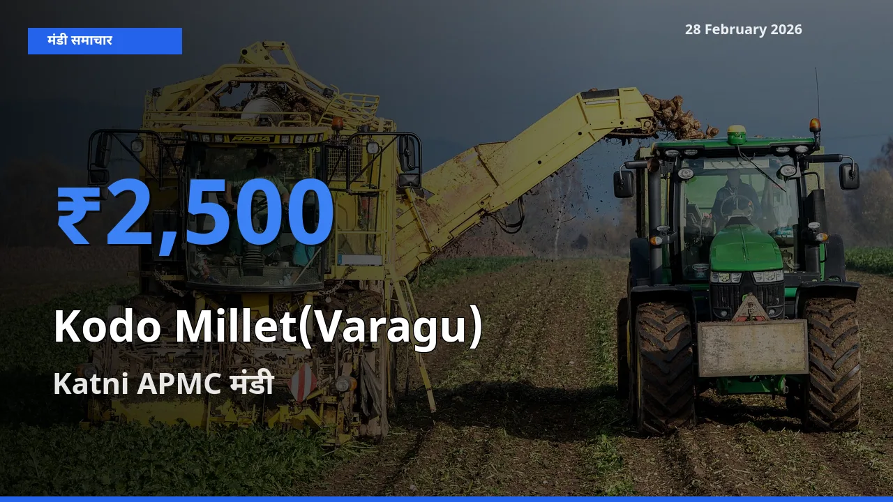 आज का मंडी भाव: Kodo Millet(Varagu) के सबसे ज़्यादा दाम Katni APMC में