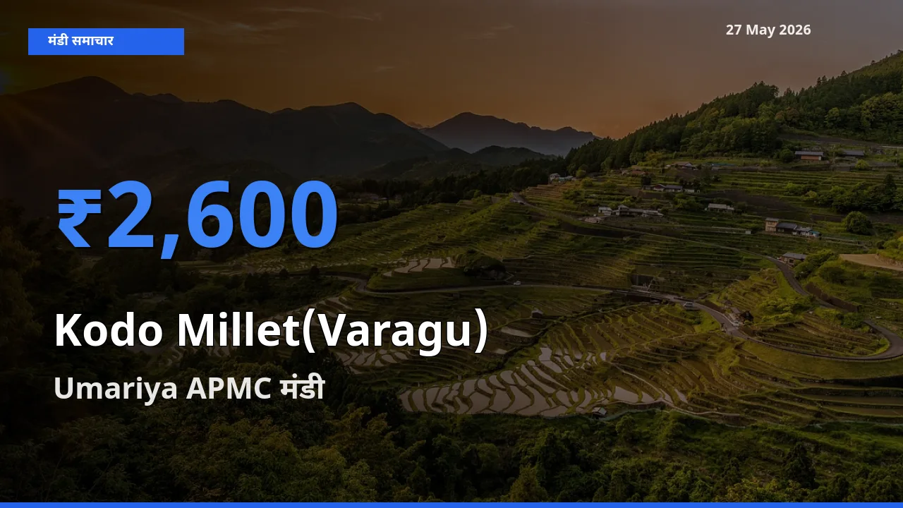 Umariya APMC में कोदो बाजरा का आज सबसे ऊँचा भाव