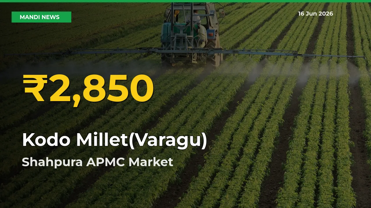 Shahpura APMC Leads as Kodo Millet(Varagu) Hits Highest Rate – June 16 Update