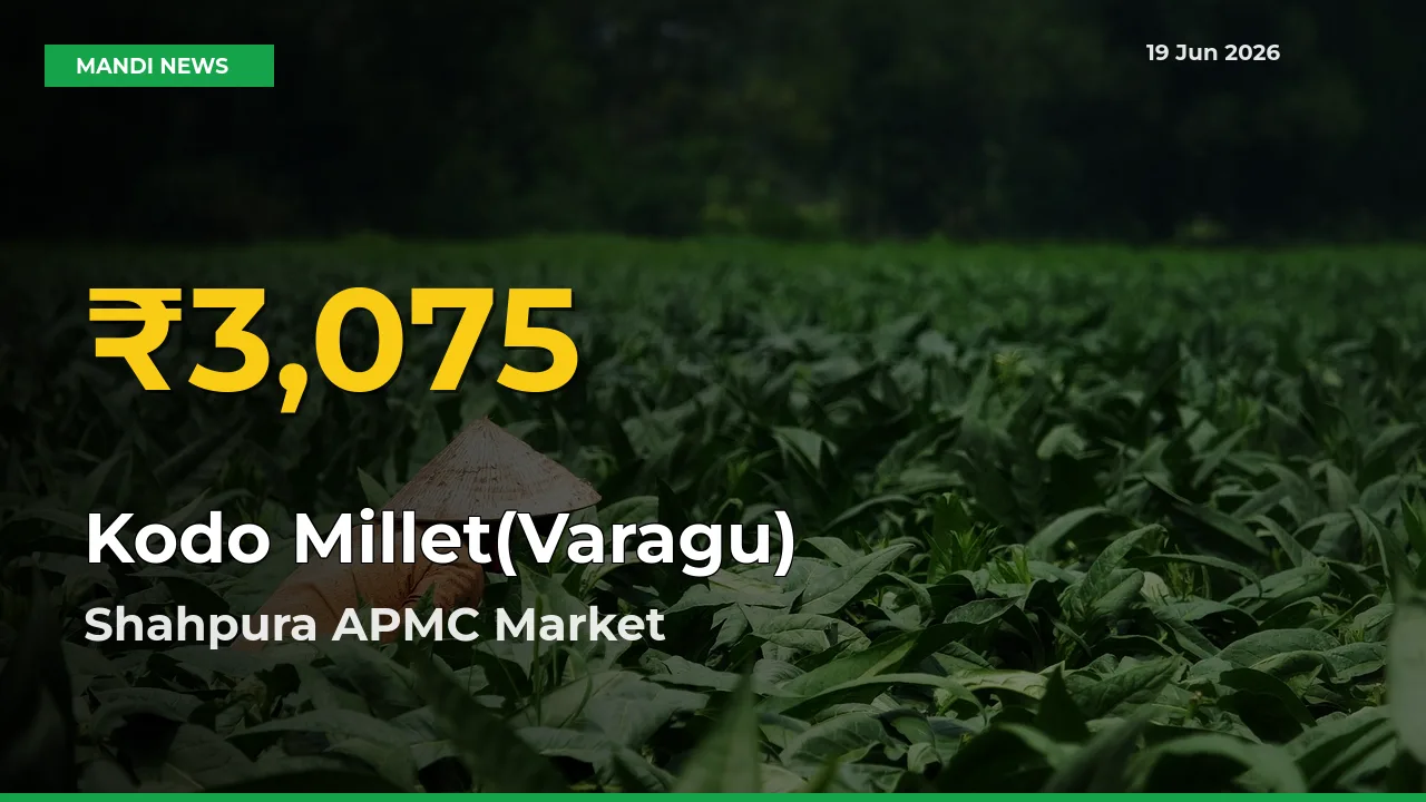Shahpura APMC Leads as Kodo Millet(Varagu) Hits Highest Rate – June 19 Update