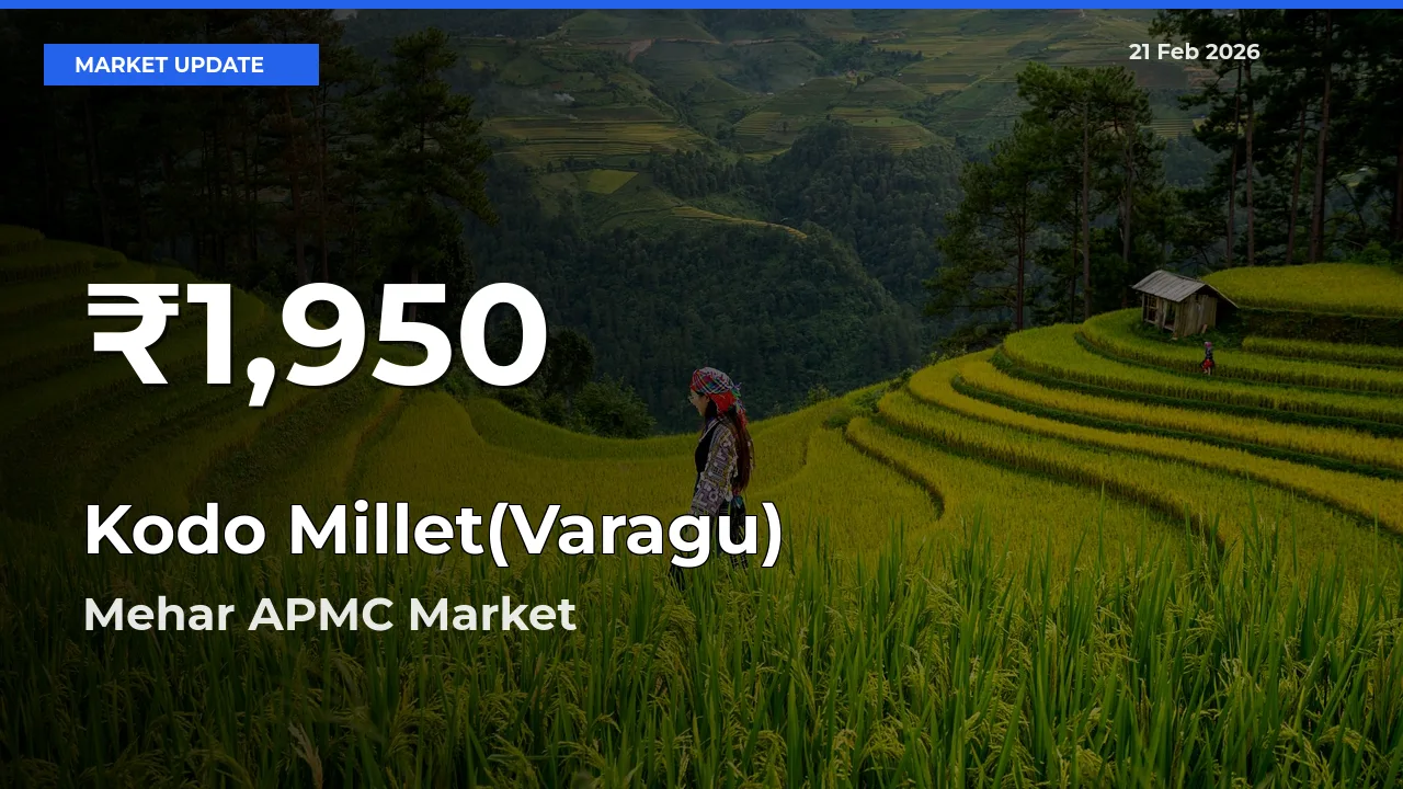 Kodo Millet(Varagu) Mandi Rate Today: 30-Day Low Recorded in Mehar APMC