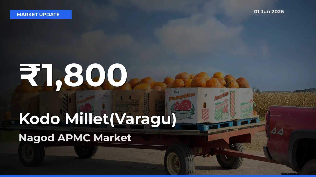 Farmers Concerned as Kodo Millet(Varagu) Hits 30-Day Low in Nagod APMC