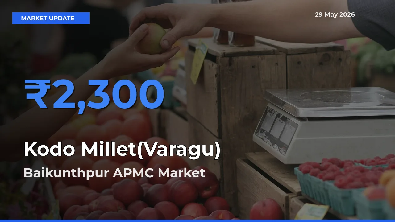 Kodo Millet(Varagu) Mandi Rate Today: Baikunthpur APMC Tops the List