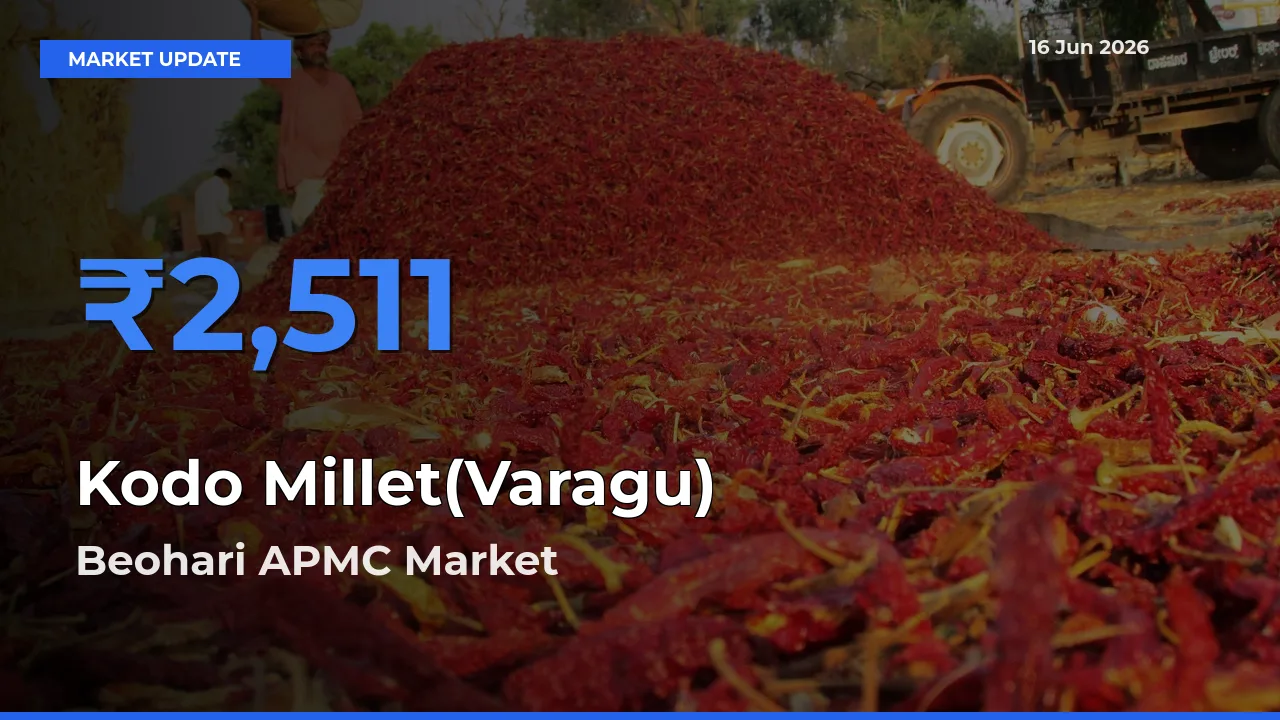 Market Watch: Beohari APMC Becomes Top Mandi for Kodo Millet(Varagu)