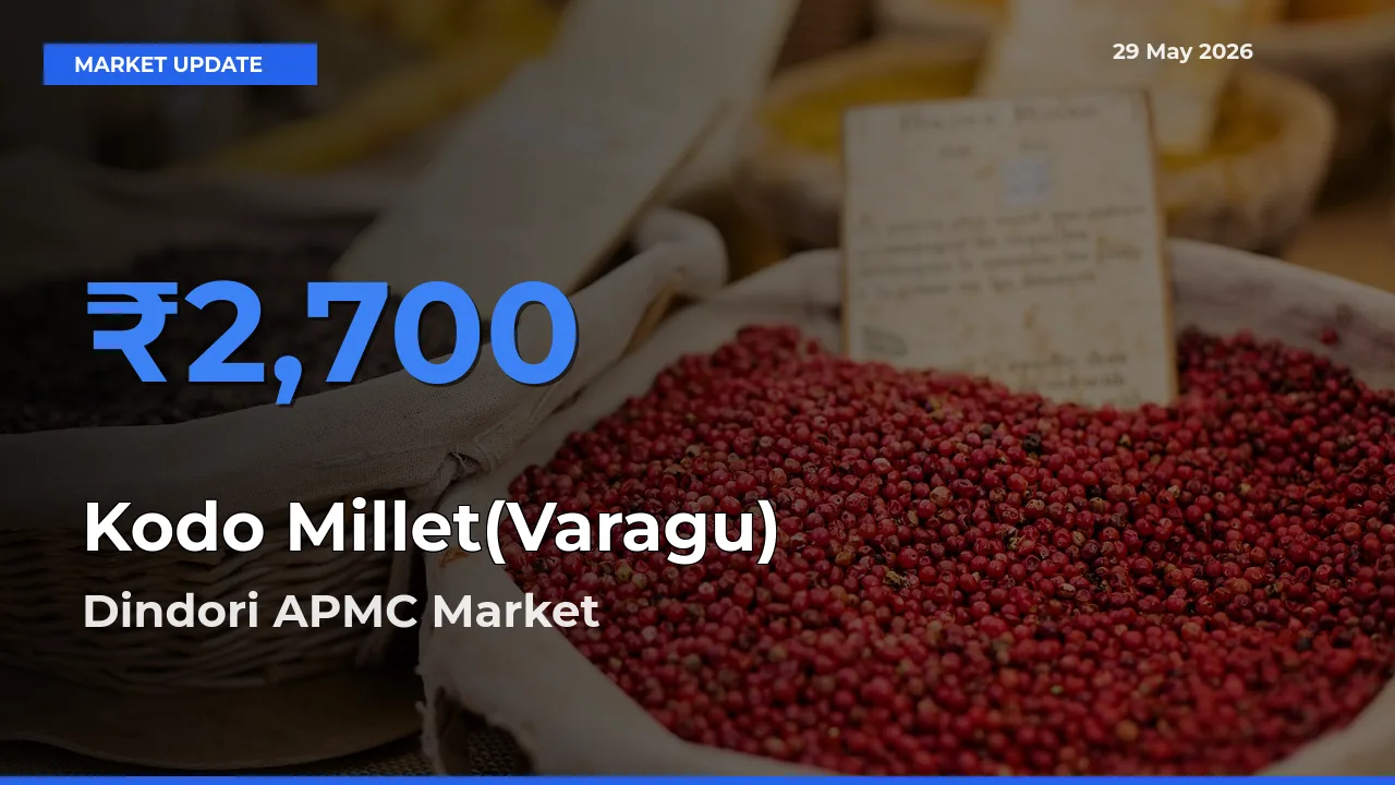 Kodo Millet(Varagu) Mandi Rate Today: Dindori APMC Tops the List