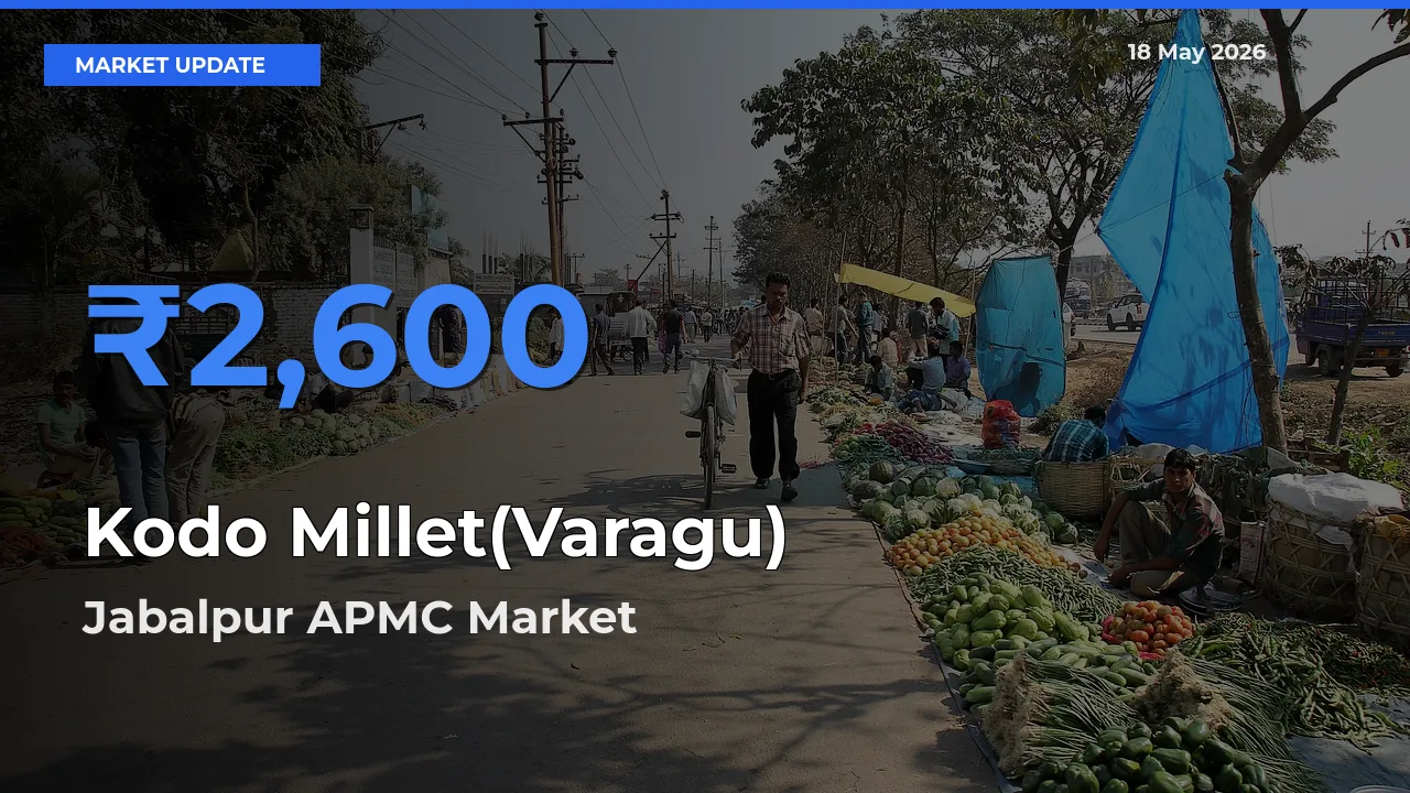 Kodo Millet(Varagu) Mandi Rate Today: Jabalpur APMC Tops the List