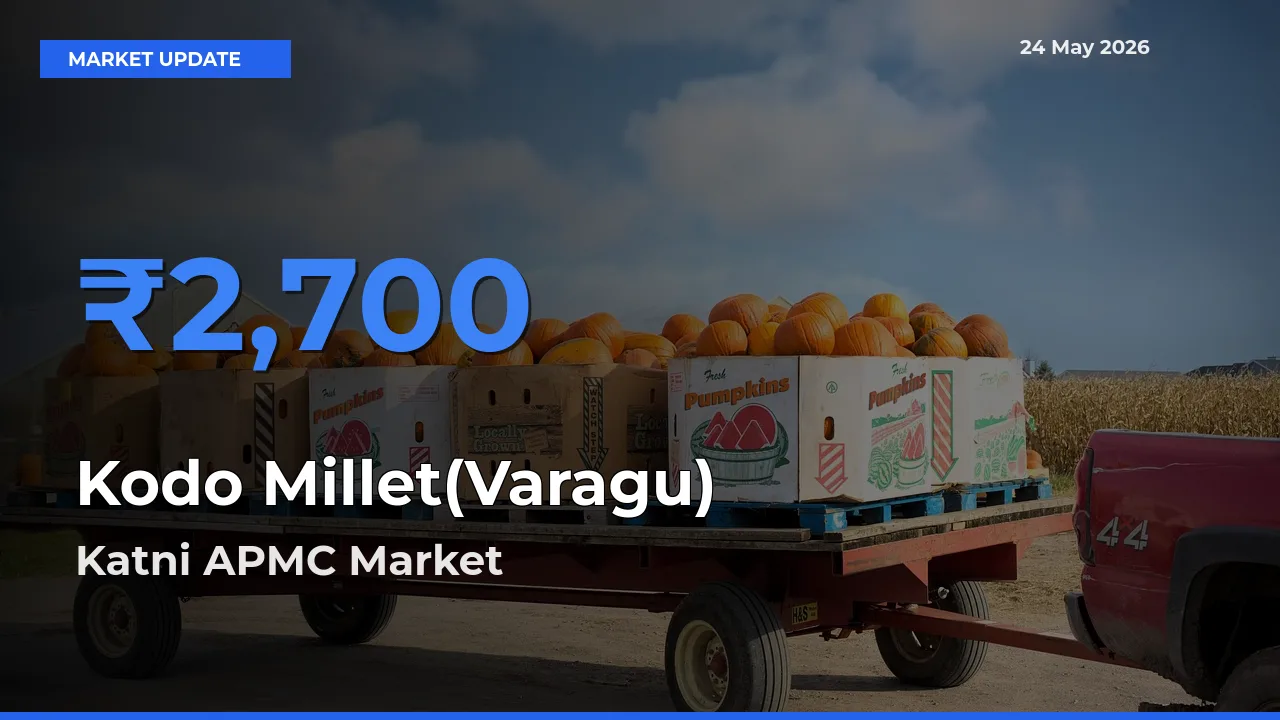 Katni APMC Emerges as Top Mandi for Kodo Millet(Varagu) Prices Today