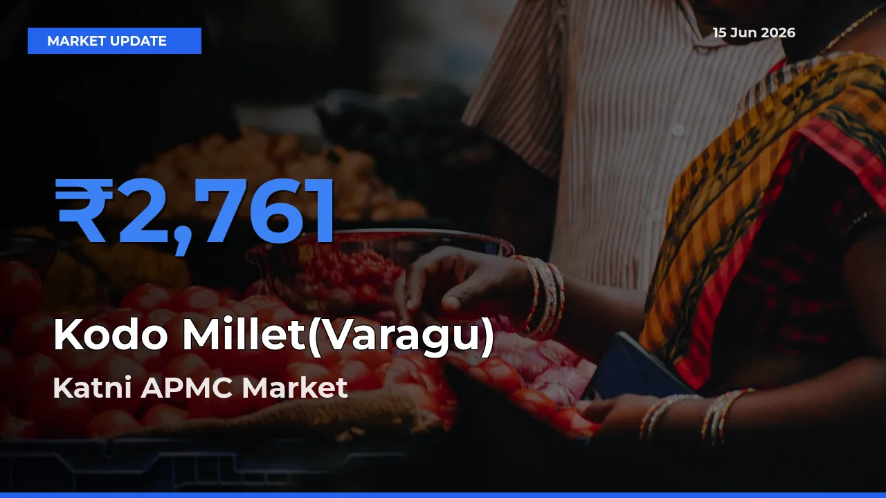 Farmers Prefer Katni APMC as Kodo Millet(Varagu) Hits Highest Rate