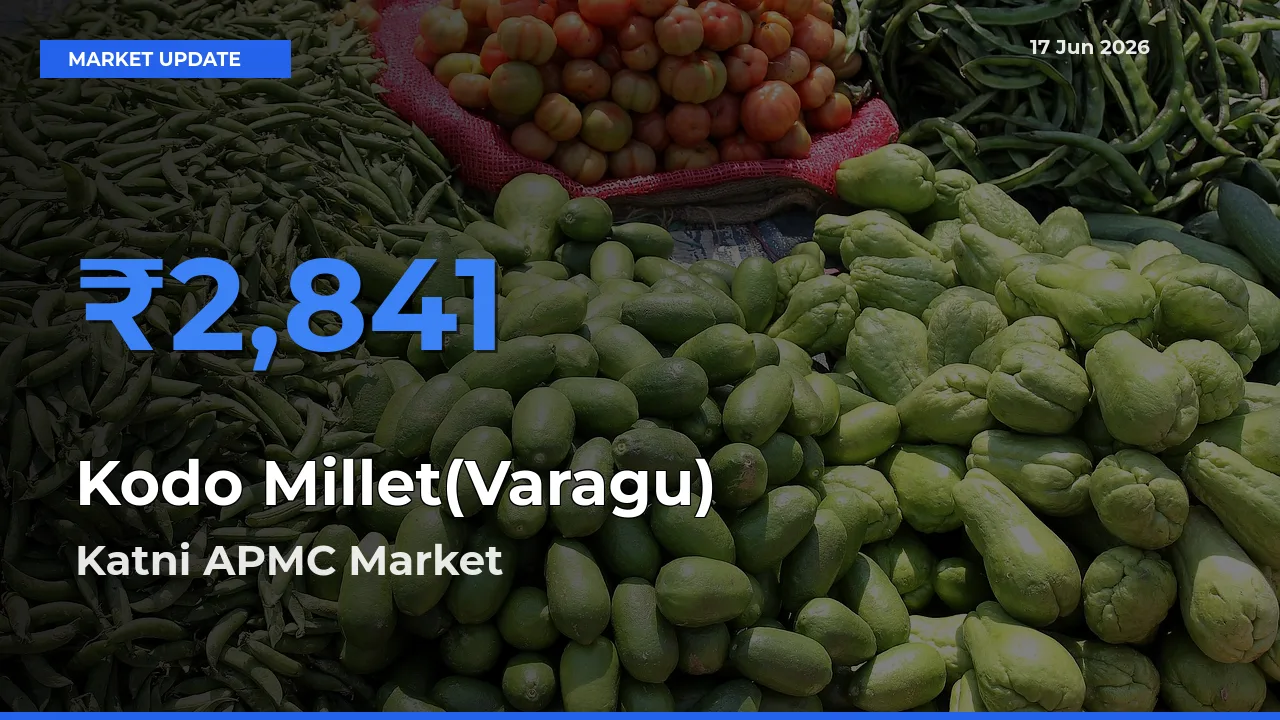 Katni APMC Tops Kodo Millet(Varagu) Mandi Rates Today