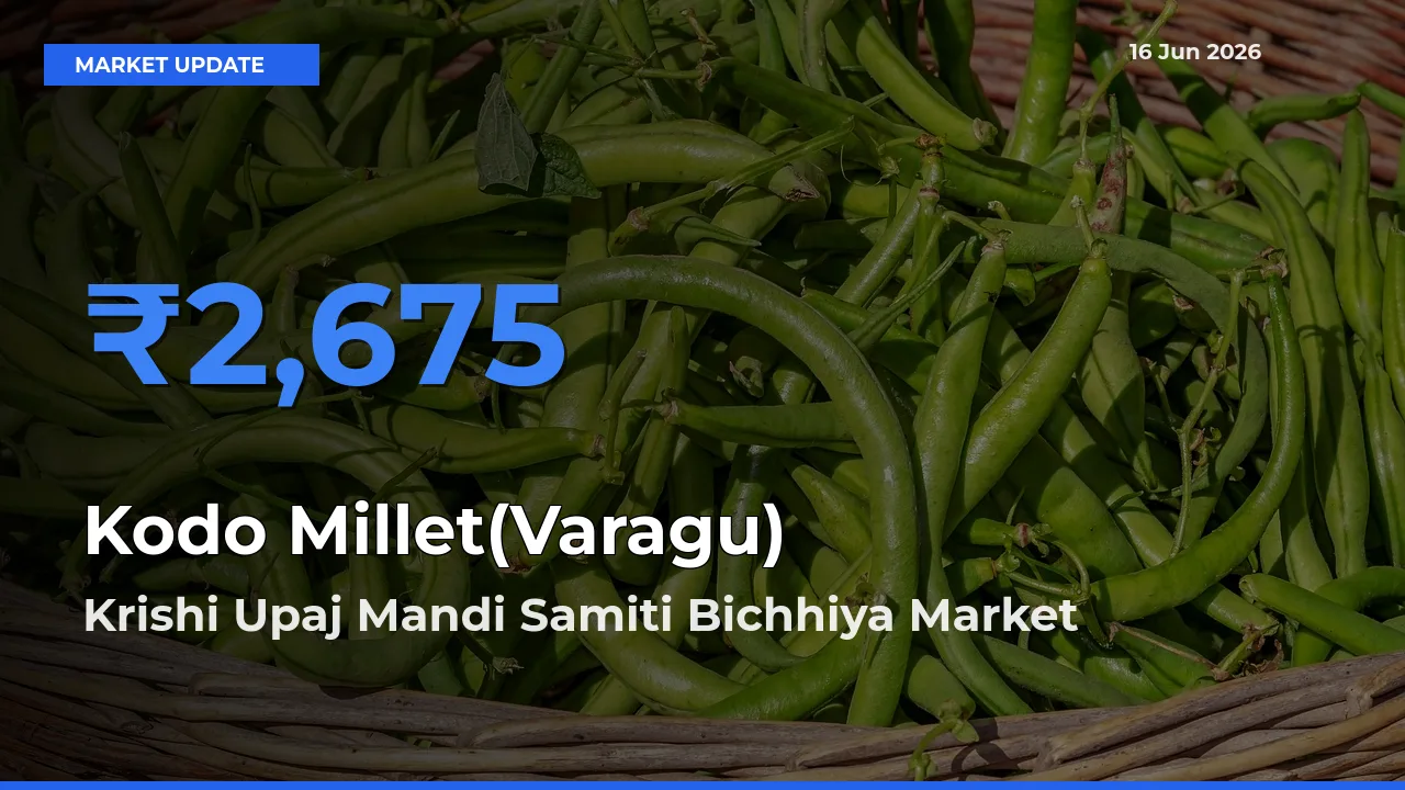 Krishi Upaj Mandi Samiti Bichhiya Emerges as Top Mandi for Kodo Millet(Varagu) Prices Today