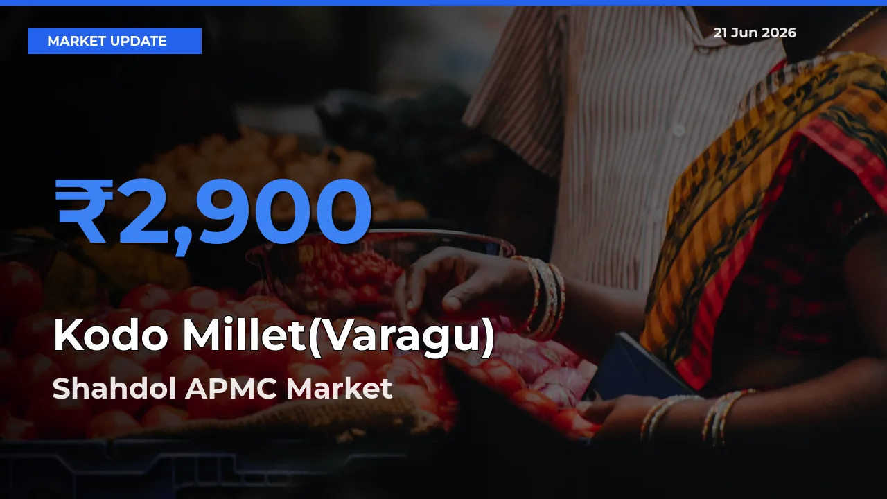 Shahdol APMC Leads as Top Mandi for Kodo Millet(Varagu) Prices