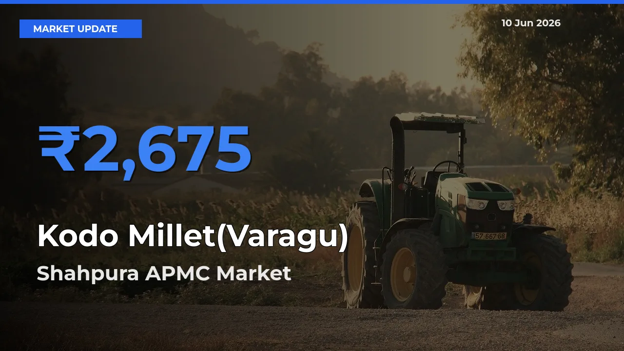 Top Performer! Shahpura APMC Offers Best Kodo Millet(Varagu) Price Today