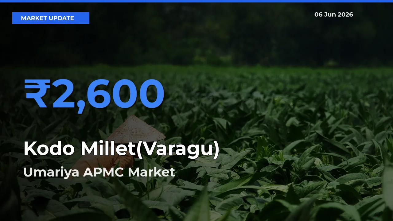 Umariya APMC Emerges as Top Mandi for Kodo Millet(Varagu) Prices Today