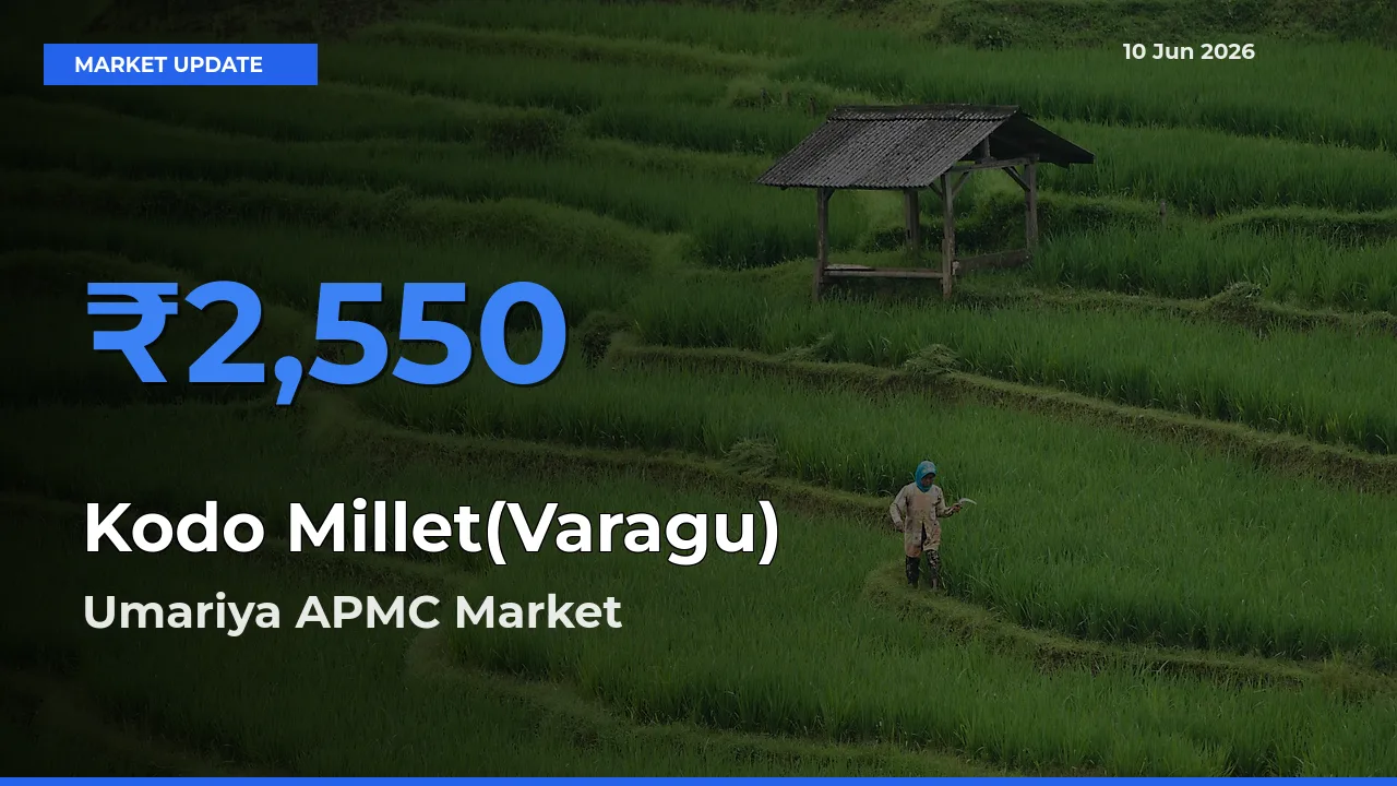 Umariya APMC Records Highest ₹2,550 Rate for Kodo Millet(Varagu)