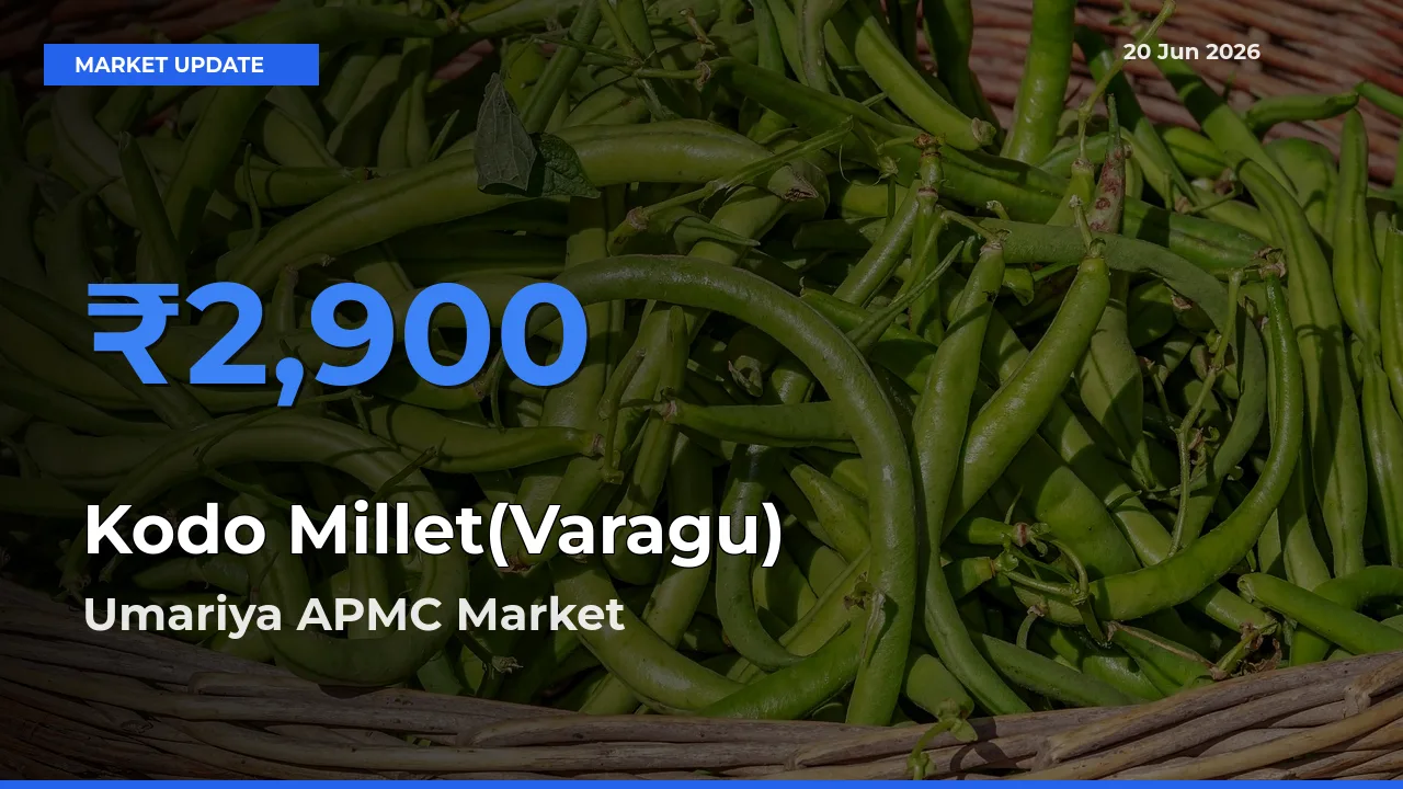 Umariya APMC Offers ₹2,900 – Highest Kodo Millet(Varagu) Rate Today
