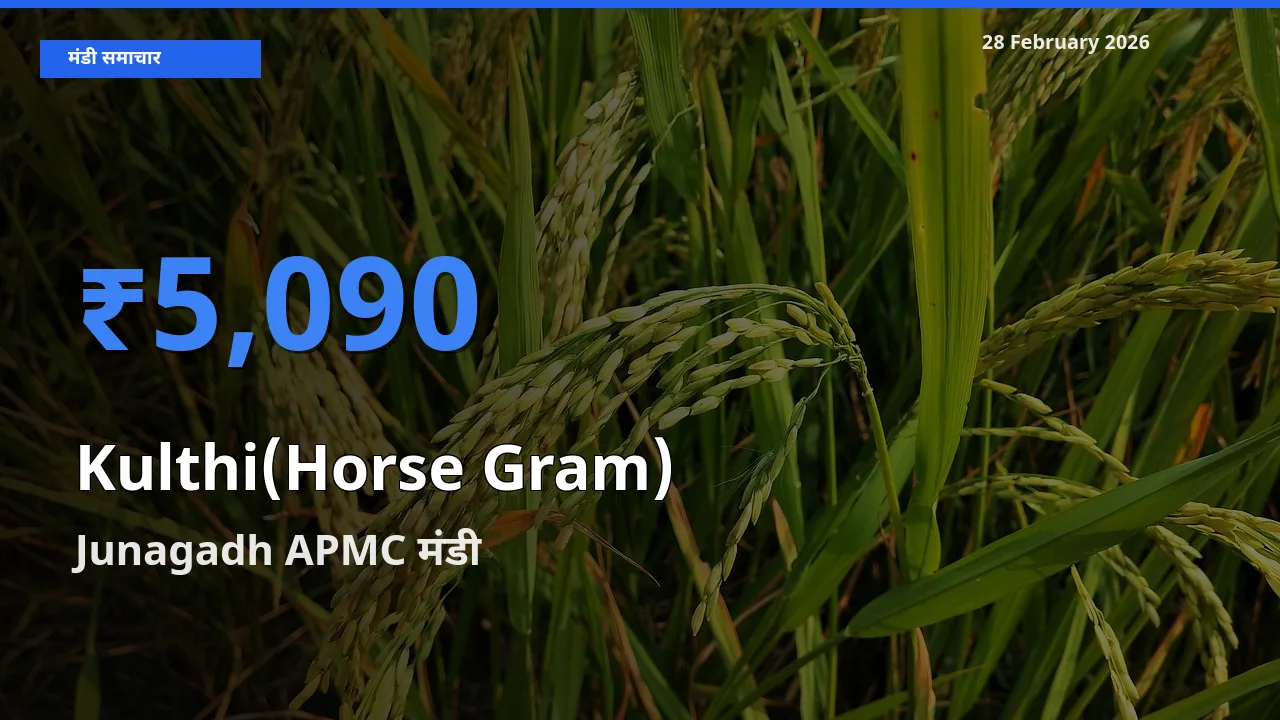 बाज़ार संकेत: Junagadh APMC बना Kulthi(Horse Gram) के लिए आज की टॉप मंडी