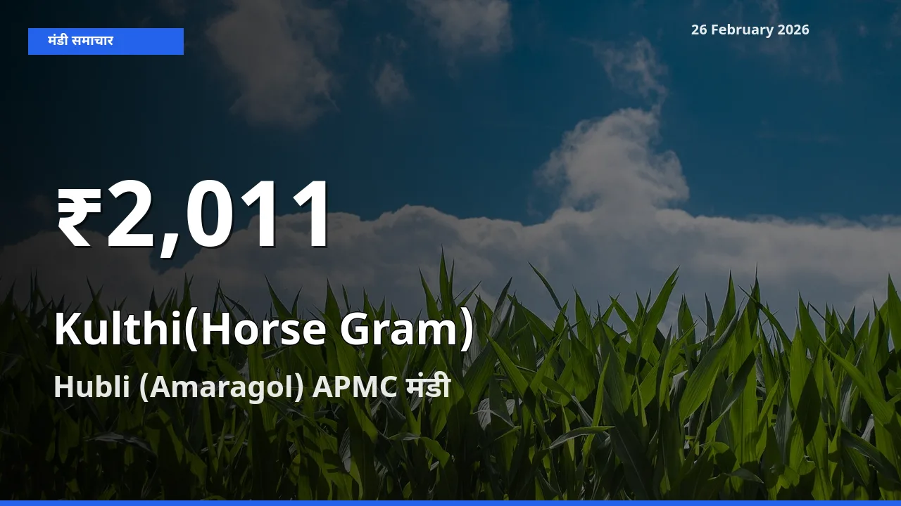 Hubli (Amaragol) APMC में Kulthi(Horse Gram) के दाम 30 दिन के न्यूनतम स्तर पर, आज का मंडी भाव देखें