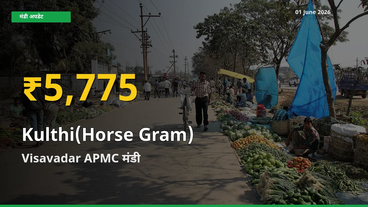 कुल्थी के भावों में जबरदस्त उछाल, Visavadar APMC में नया उच्च स्तर