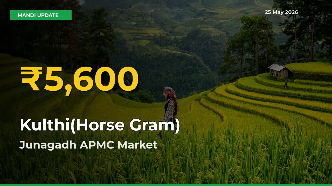 Kulthi(Horse Gram) Hits Fresh High in Junagadh APMC Today